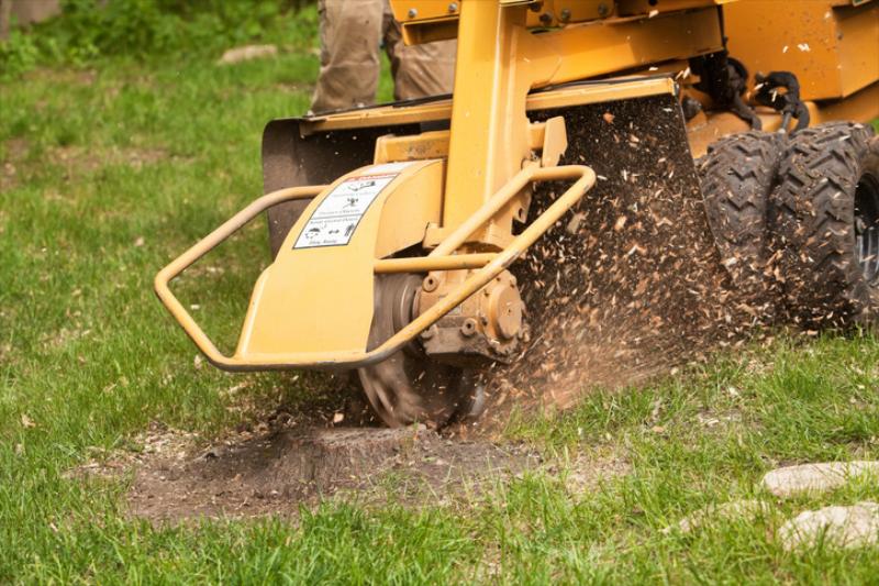 Stump Grinding / Removals