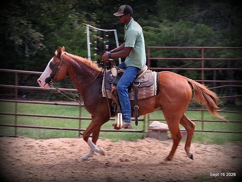 💚 Rocky | Kid-Safe Family Trail Gelding