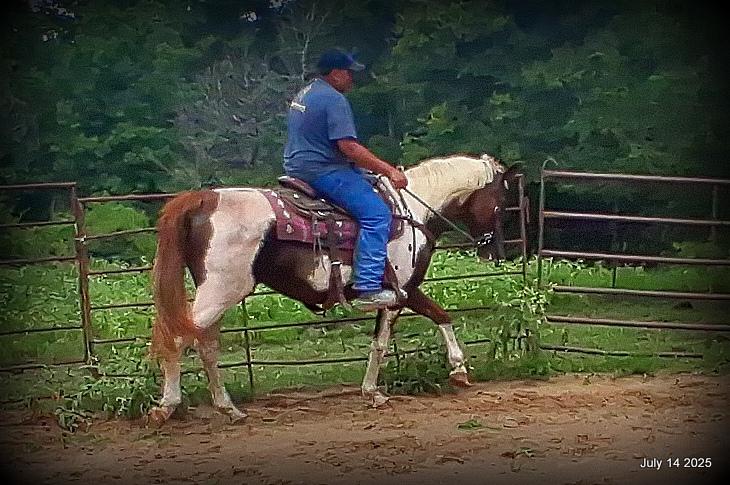 Jazzy – Beautiful Paint Mare with a Heart of Gold