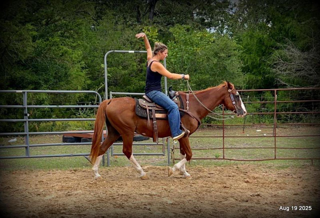 Cooper Amazing Beginners Horse