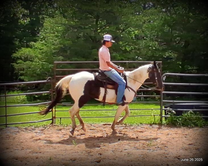 Meet Patrick – The Perfect Family Gelding!
