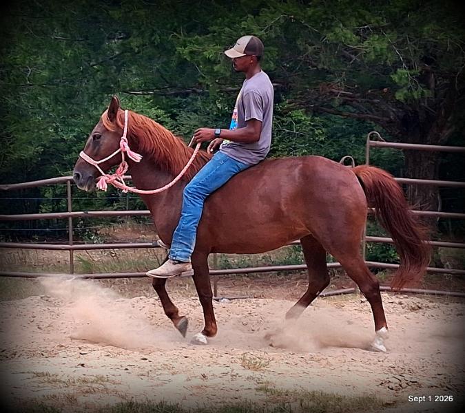 💚🐴 Cricket • Kid Safe & Beginner Safe Family Mare💚