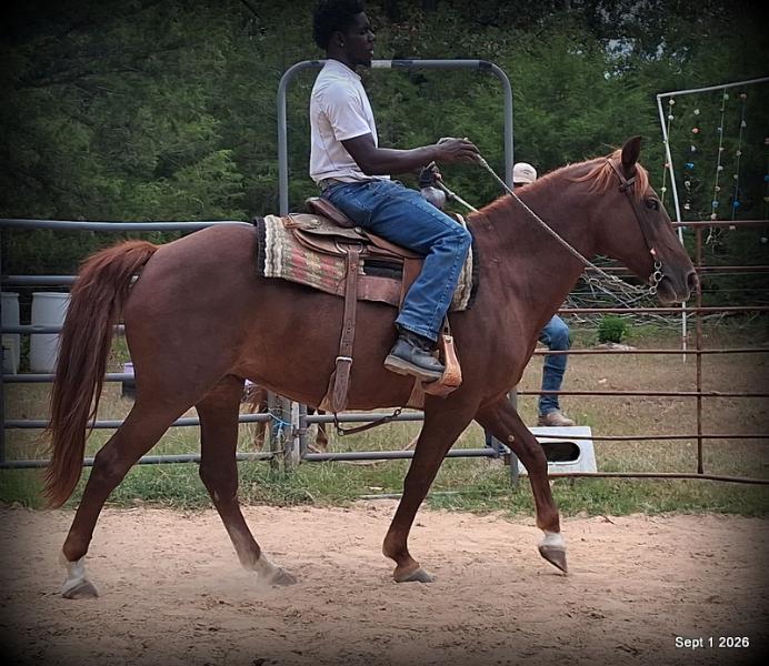 💚🐴 Cricket • Kid Safe & Beginner Safe Family Mare💚