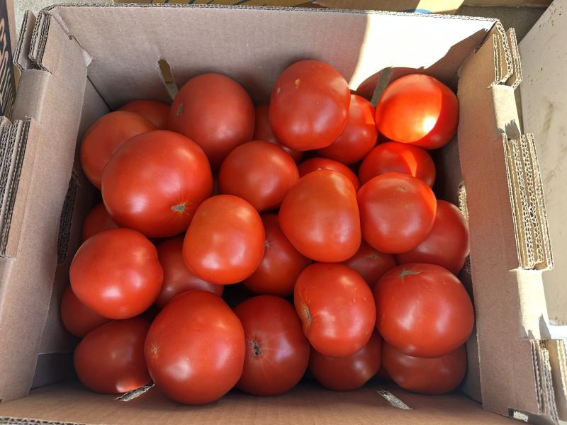 Red Slicer Tomato – New South Memphis