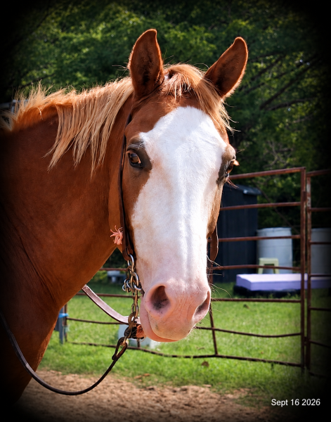 💚 Rocky | Kid-Safe Family Trail Gelding
