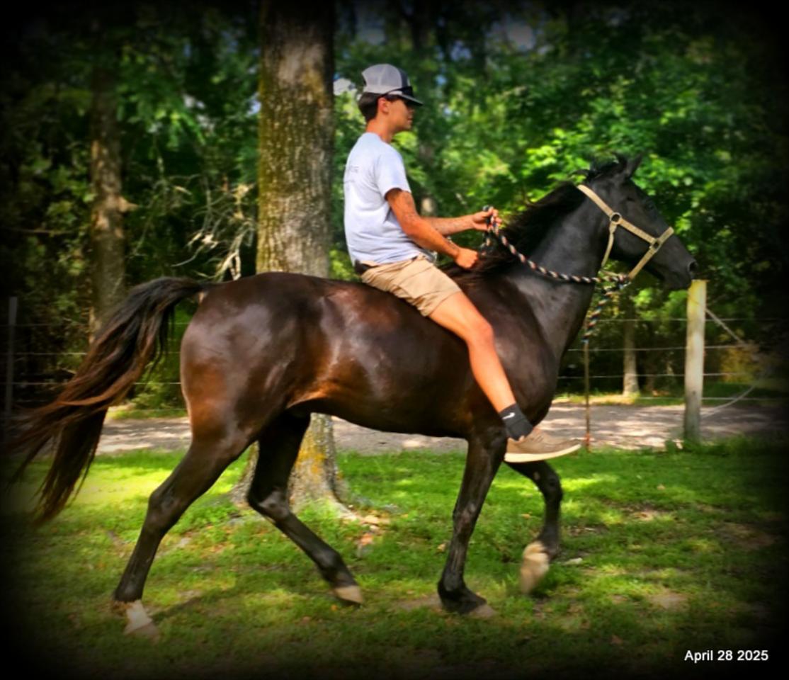 Midnight ***Gentle, Gaited Trail Gelding