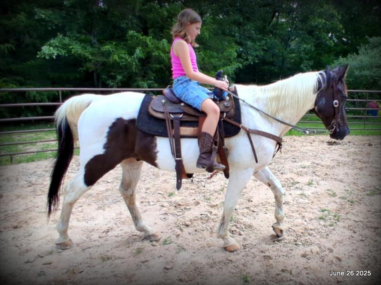 Meet Patrick – The Perfect Family Gelding!
