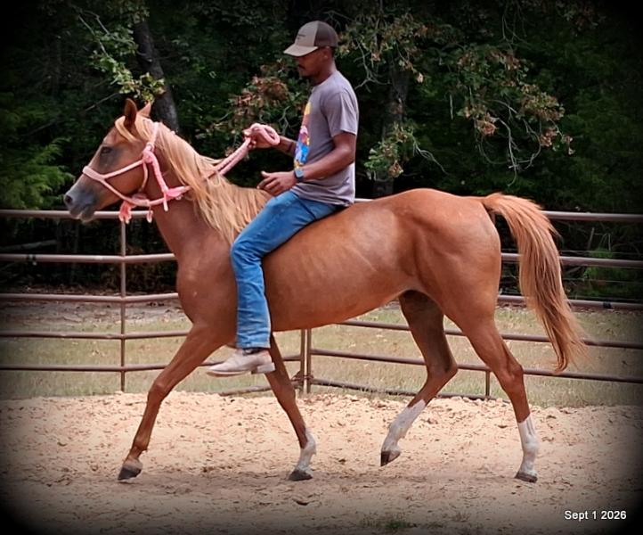 💚🐴 Blair • Kid Safe, Beginner Safe & Sweet Trail Mare💚