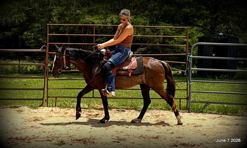 💛Bugs💛Smooth-Gaited Trail Mare 🌟
