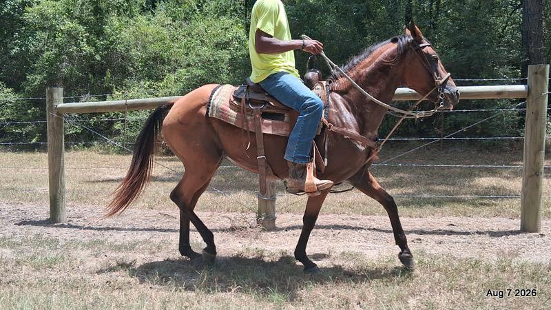 💚Sable • Beginner Safe & Family Safe Mare💚