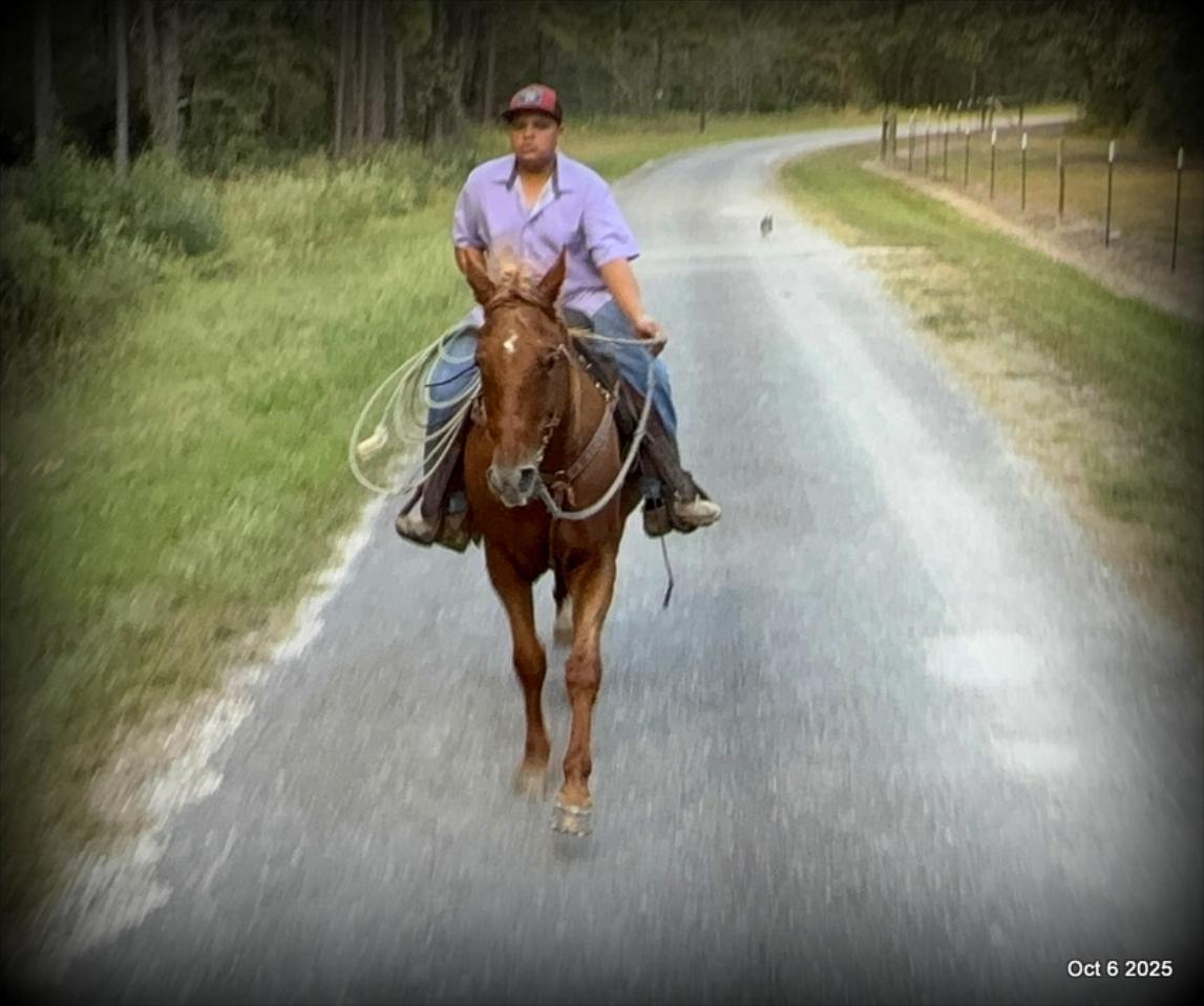 Biggie – Ranch-Tested, Family-Safe, and Ready to Ride!