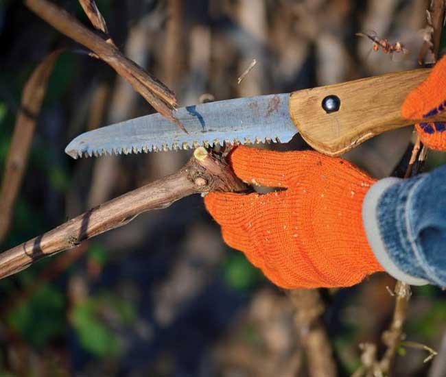 PRUNING SMALL TREES