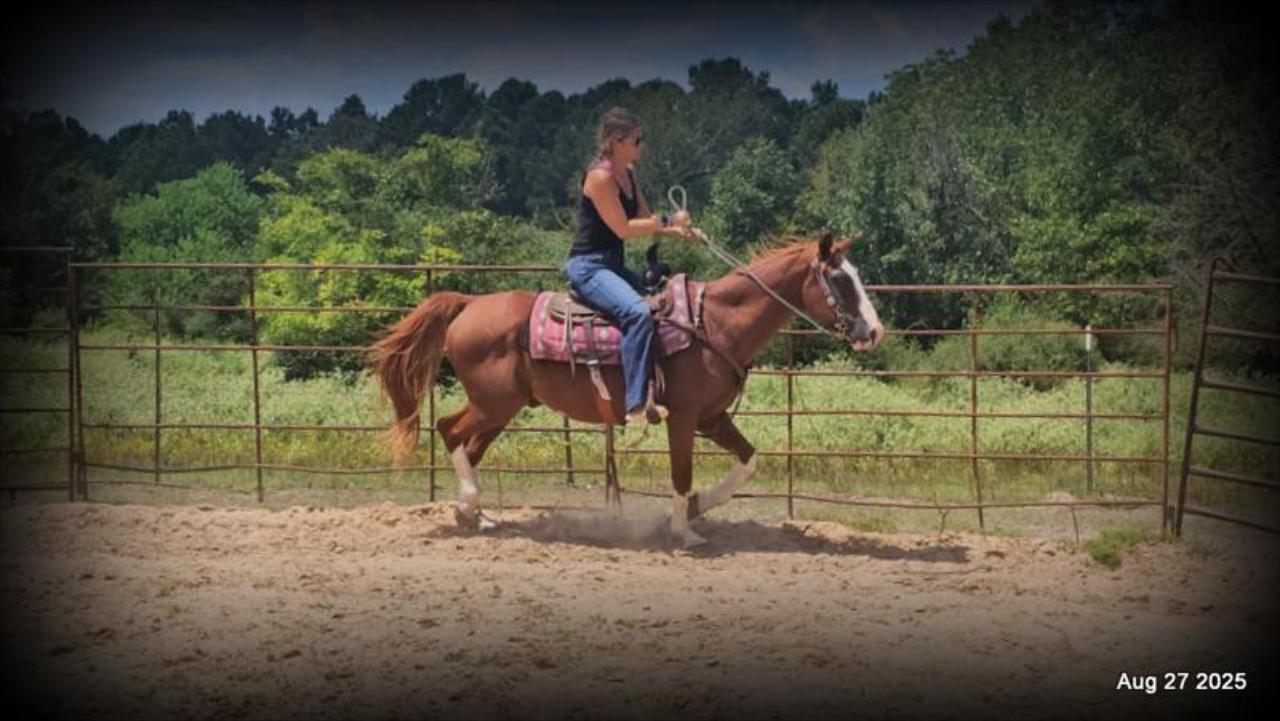 Cooper Amazing Beginners Horse