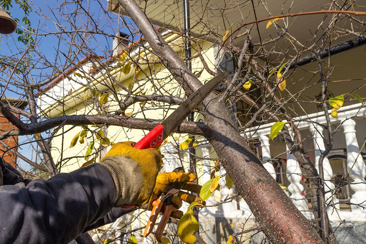 Tree Work
Light Tree Clearing and Hauling