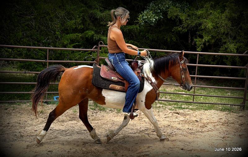 🧡Coca🧡Solid, Sensible Trail Mare 🌟