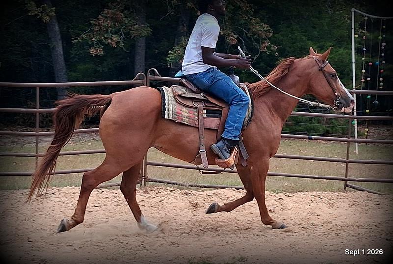 💚🐴 Brandy • Kid Safe, Family Safe & Dependable Quarter Horse Mare💚