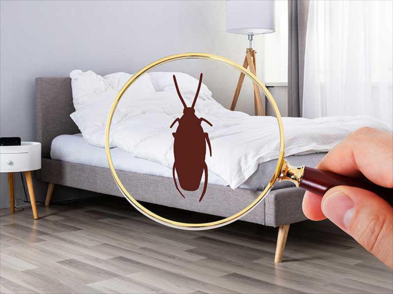 Do you provide bed bug extermination services?