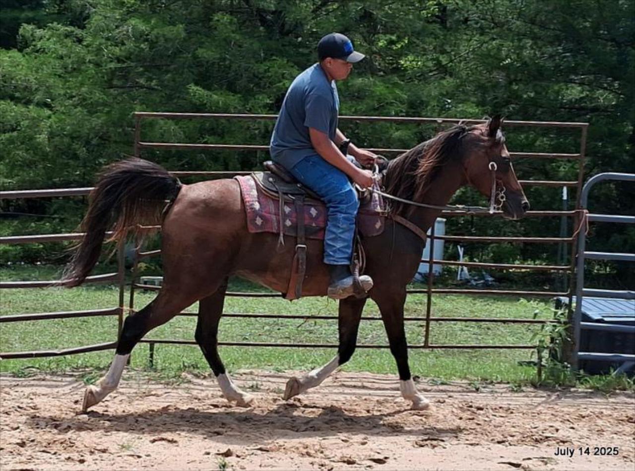 Cash- 11 Year Old Arabian Cross