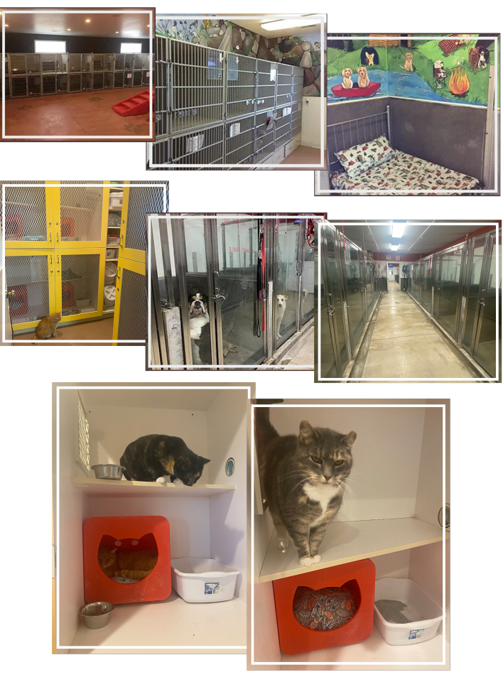 Cat Accommodations