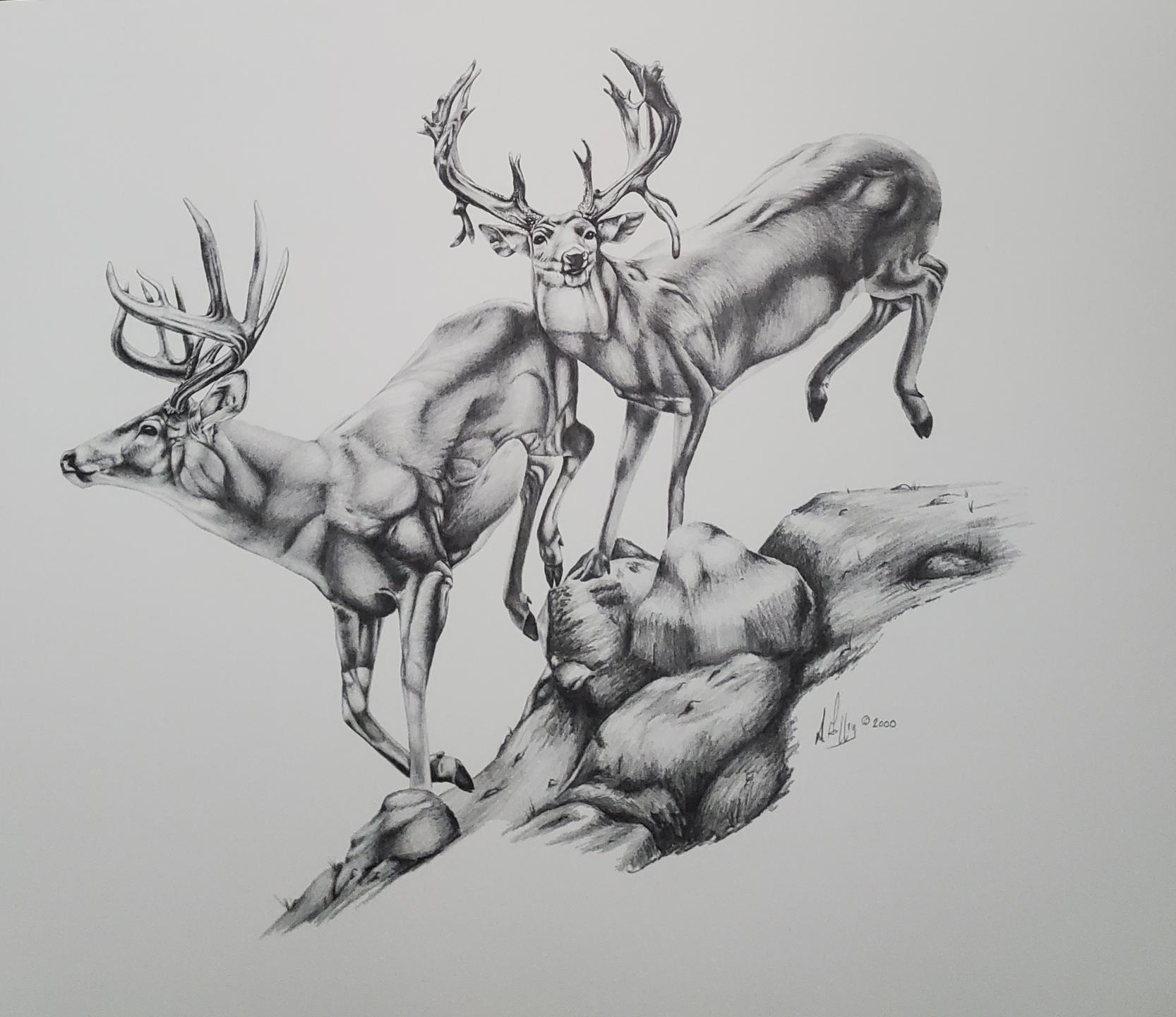 Nebraska Whitetails