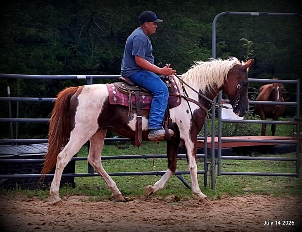 Jazzy – Beautiful Paint Mare with a Heart of Gold
