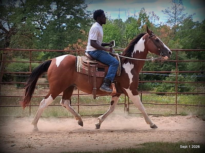 💛 🐴 Milly • Beginner Safe, Confident & Smooth Trail Mare💛