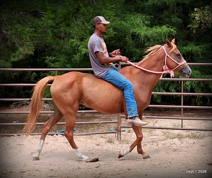 💚🐴 Blair • Kid Safe, Beginner Safe & Sweet Trail Mare💚