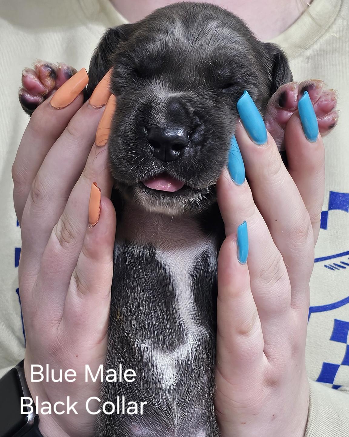 Blue Male Black Collar (SOLD)