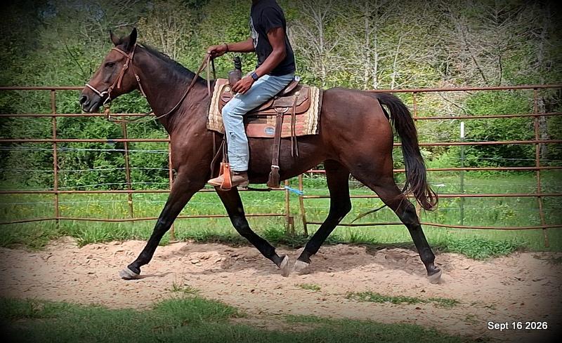 💚 Cat | Kid & Beginner Safe Family Trail Mare