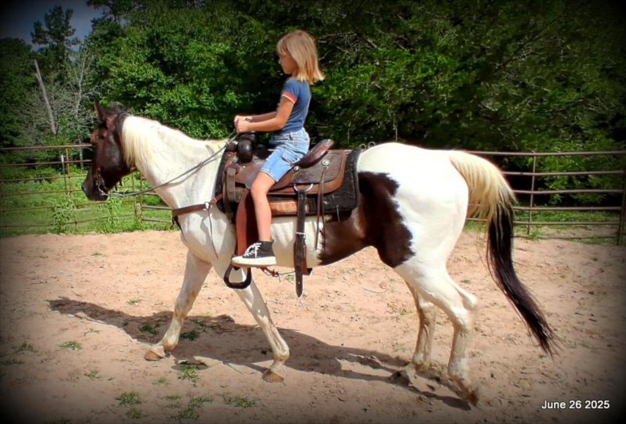 Meet Patrick – The Perfect Family Gelding!