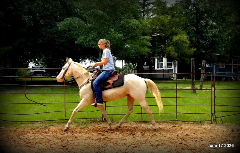 💚Prince💚Meet Prince: Your Dream Riding Partner! 👑