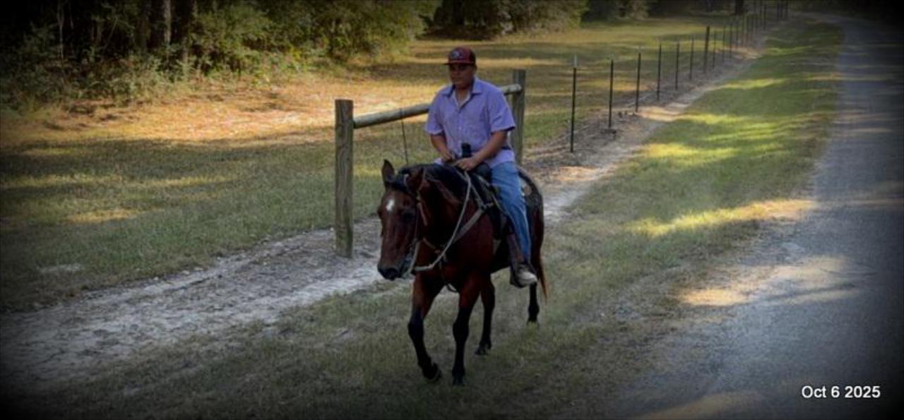 🌟 Meet Brownie – Your All-Around Ranch and Trail Partner 🌟