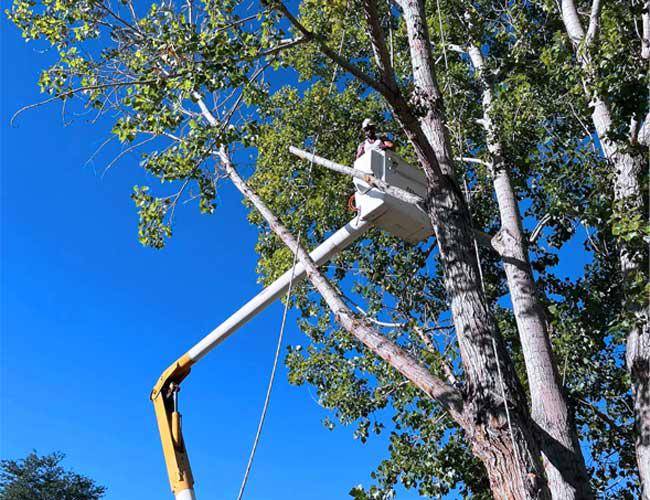 Oasis Tree & Landscaping Services, LLC