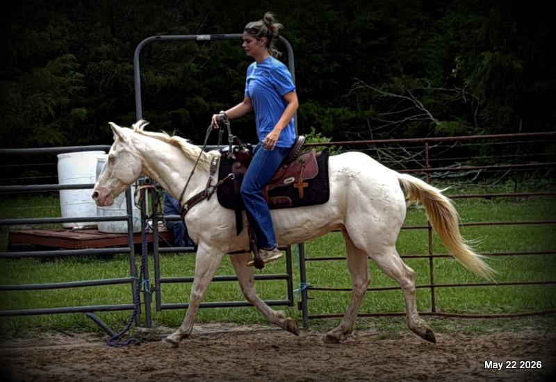 💚Prince💚Meet Prince: Your Dream Riding Partner! 👑