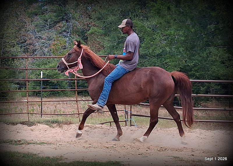 💚🐴 Cricket • Kid Safe & Beginner Safe Family Mare💚