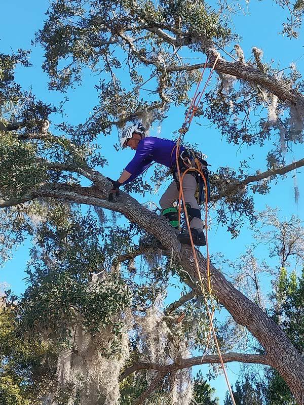 E.J.R climber pruning a large oak limb