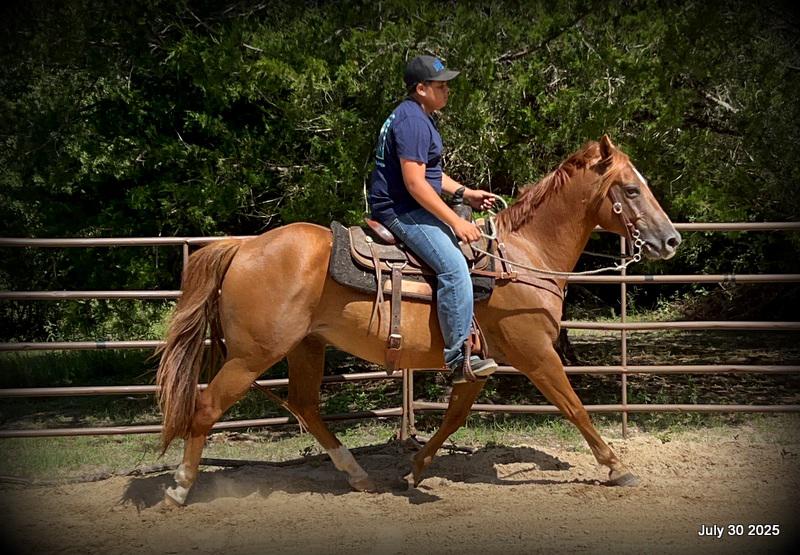 Smart Little Buzz AKA hawk