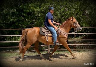 Smart Little Buzz AKA hawk