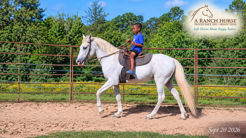 💛 Wisp | Beginner-Safe Paso Fino Mare