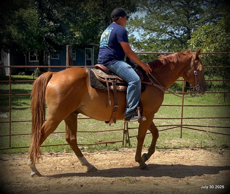 Smart Little Buzz AKA hawk