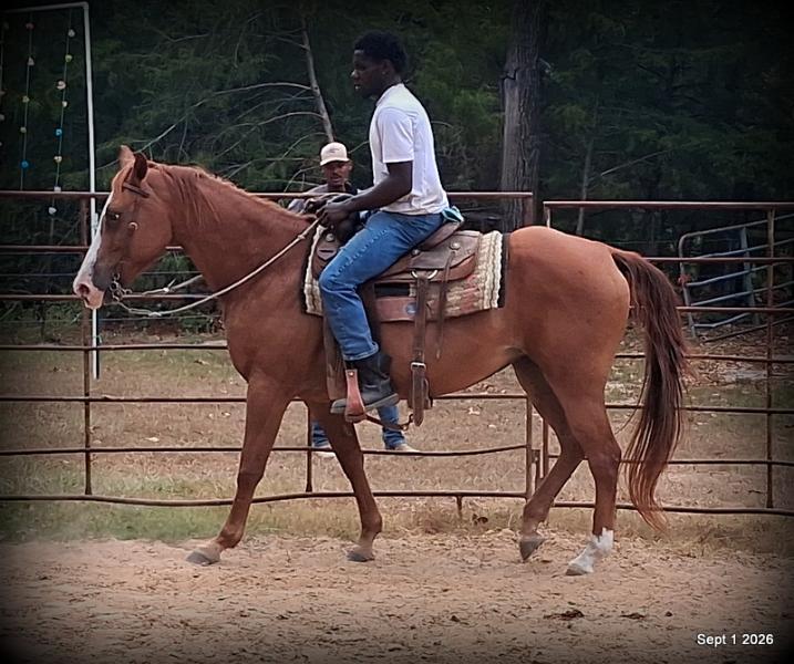 💚🐴 Brandy • Kid Safe, Family Safe & Dependable Quarter Horse Mare💚