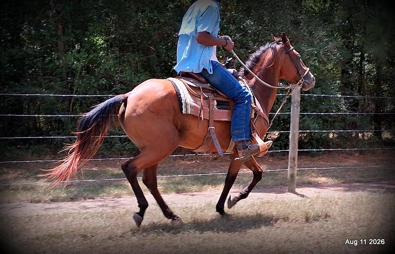 💚Sable • Beginner Safe & Family Safe Mare💚