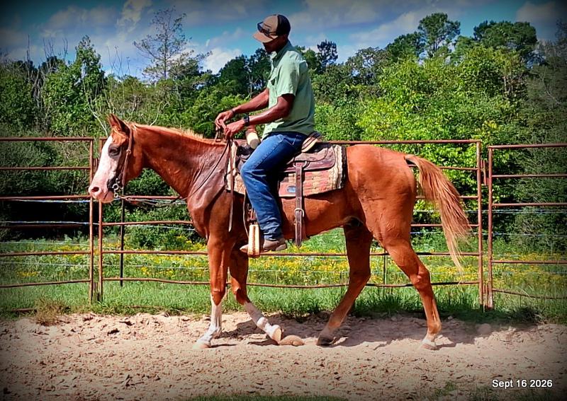 💚 Rocky | Kid-Safe Family Trail Gelding