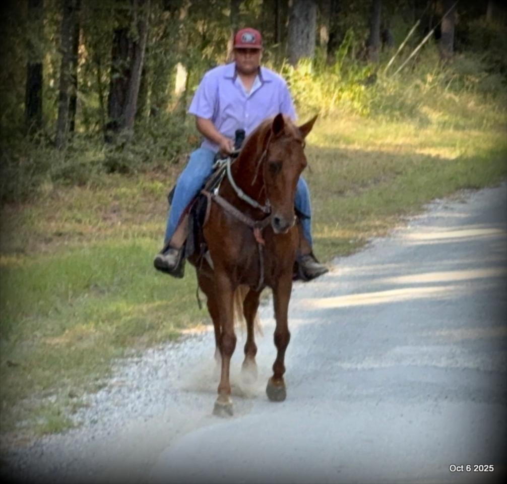 🌹 Meet Missouri – The Mare That Makes Every Ride Feel Like Home 🌹