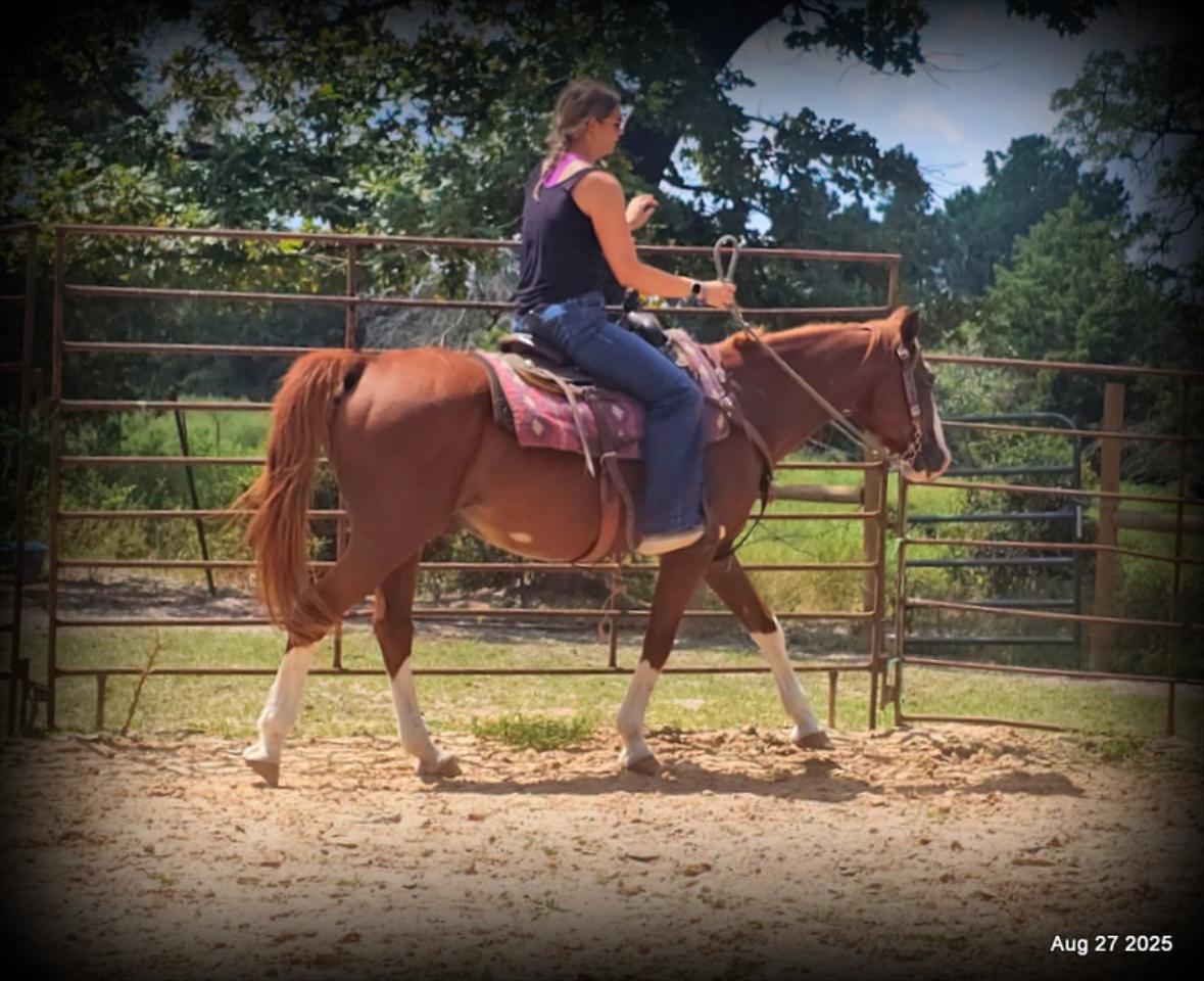 Cooper Amazing Beginners Horse