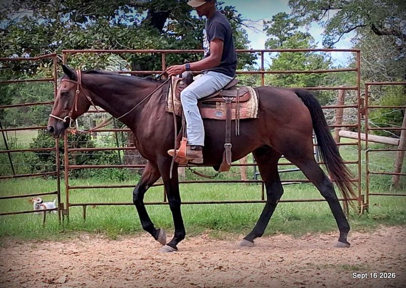 💚 Cat | Kid & Beginner Safe Family Trail Mare