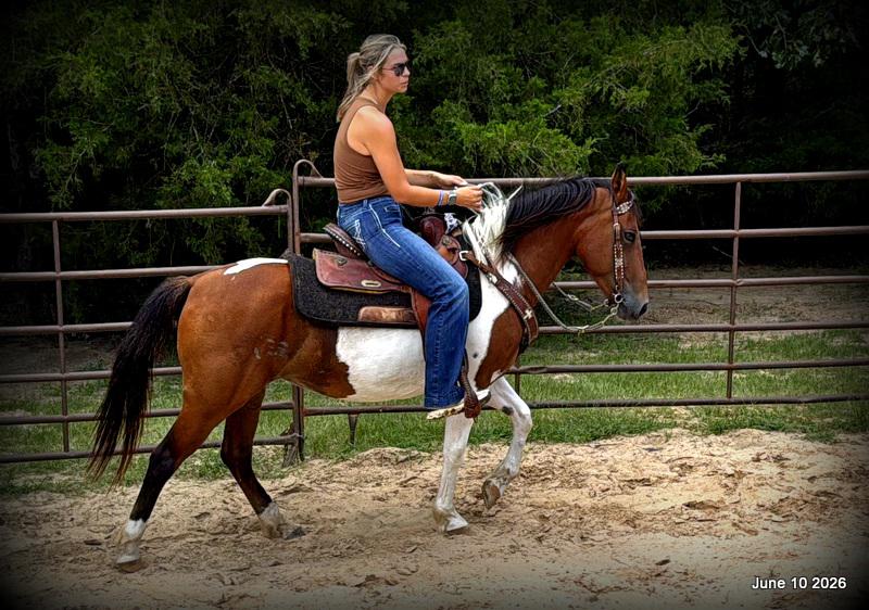 🧡Coca🧡Solid, Sensible Trail Mare 🌟