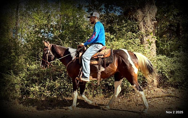 🧡Ragan🧡🎄 ✨ A Christmas Dream Horse Looking for Her Forever Home ✨ 🎄