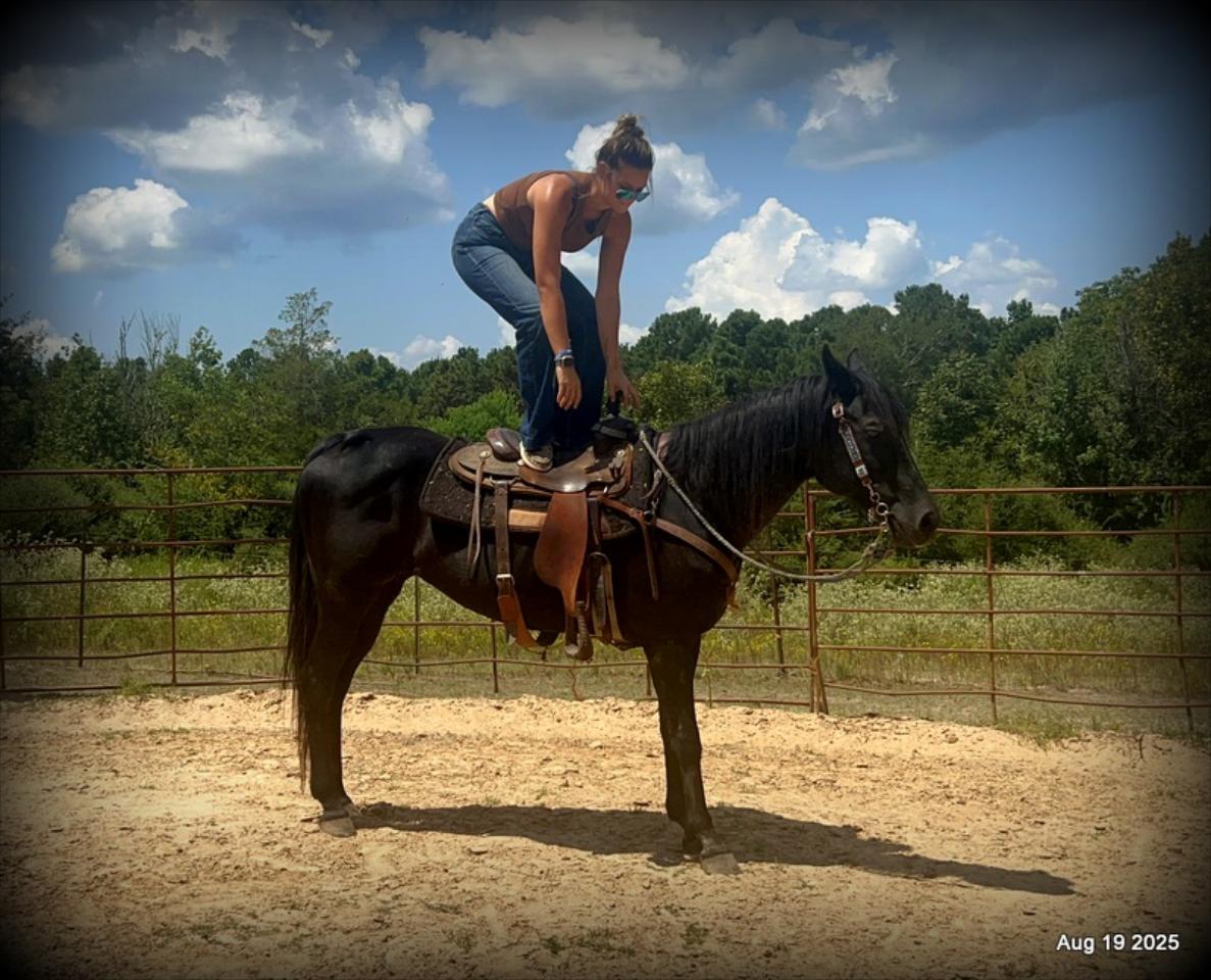 For Sale: Raven – 15-Year-Old Black Mare