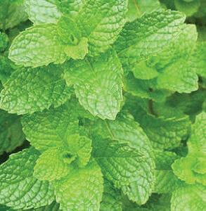 Mint - Mojito Cocktail™